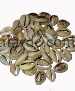 Bolsa de caracolitas cowries